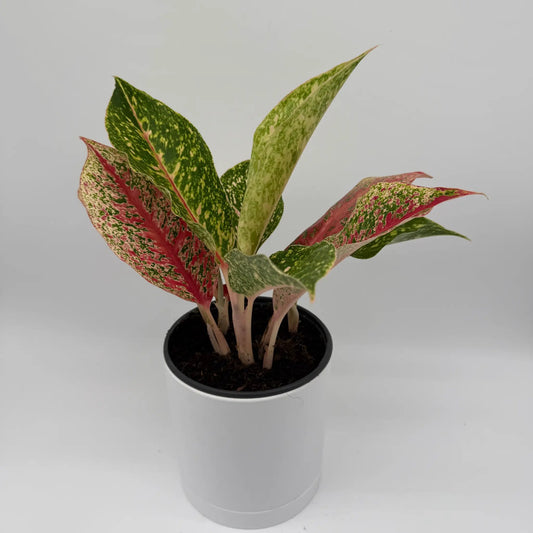 RUNOPLANTS Aglaonema Dazzling Pink Gem variegated pink-green leaves in a black pot on Tampa Home & Garden Store