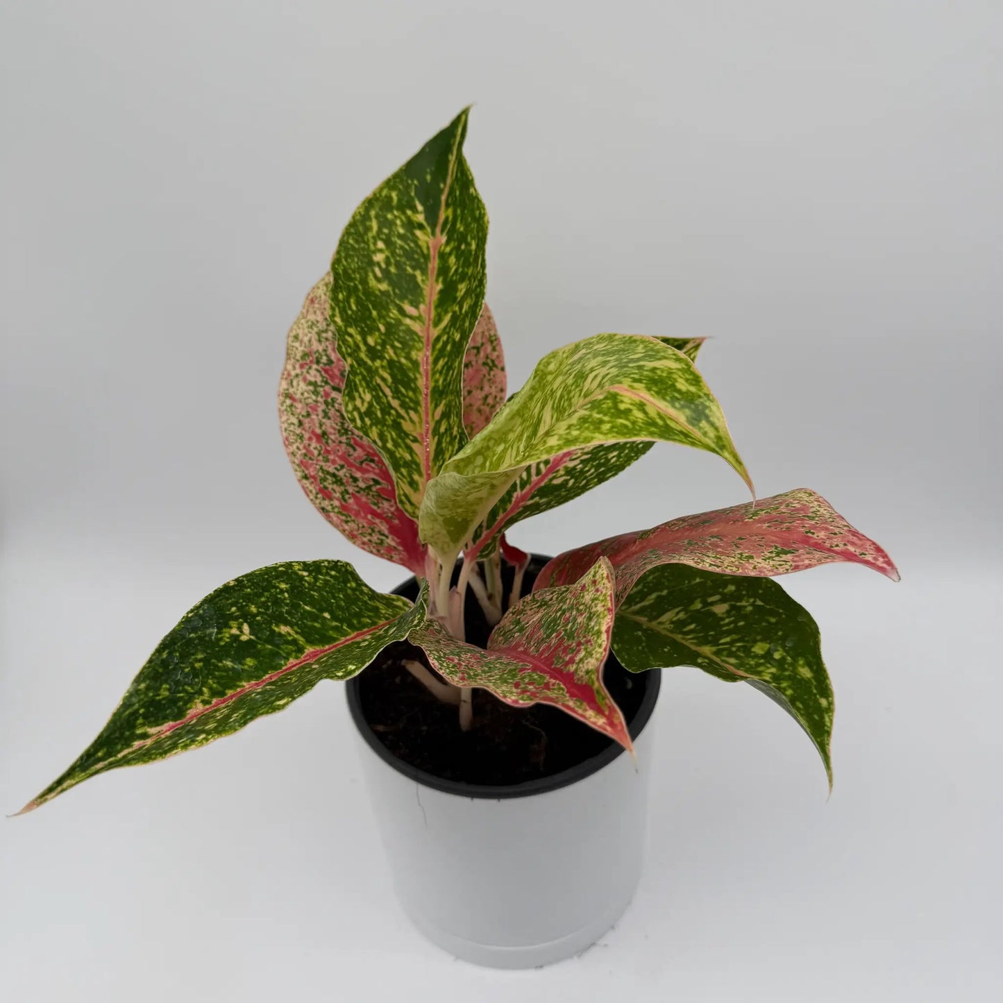 Aglaonema Dazzling Pink Gem plant with pink and green variegated leaves in a black pot on Tampa Home & Garden Store