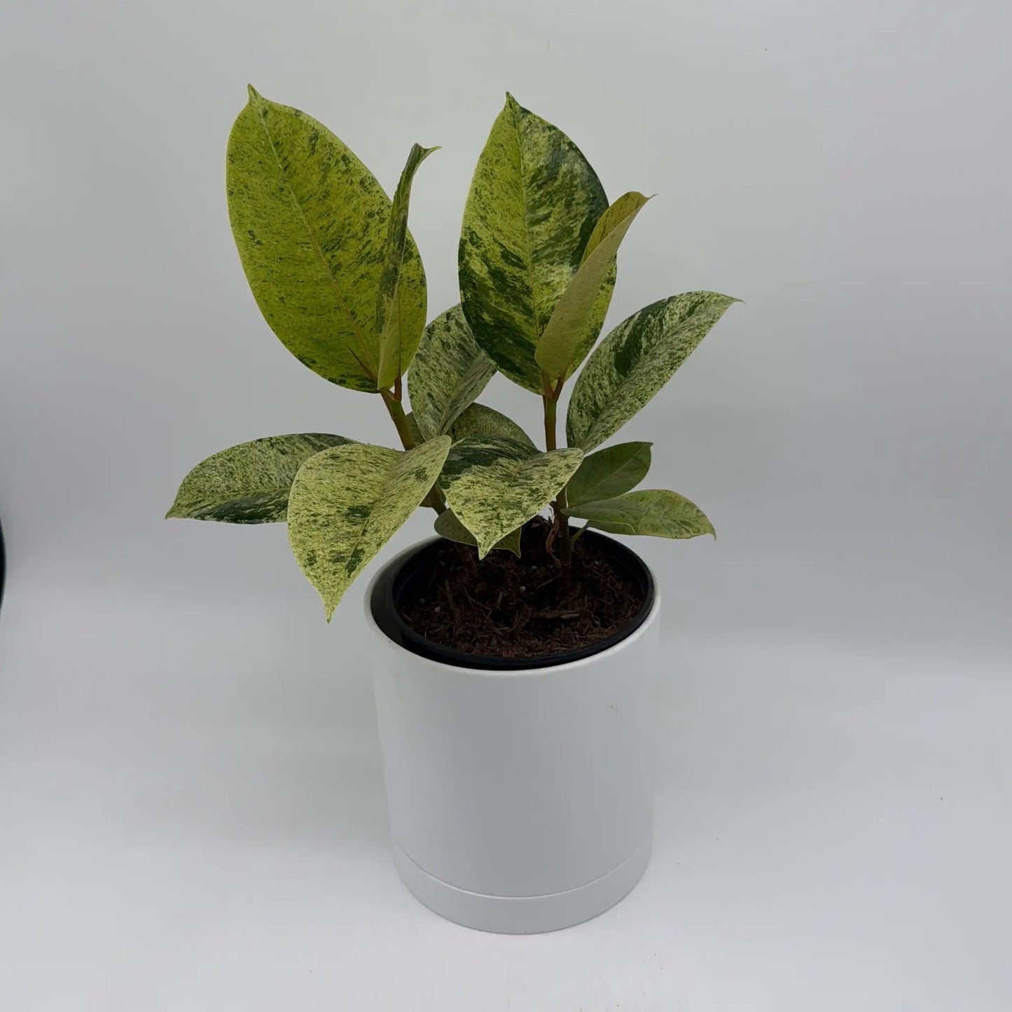 Ficus Shiveriana Moonshine plant with variegated green and yellow leaves in a white pot on Tampa Home & Garden Store