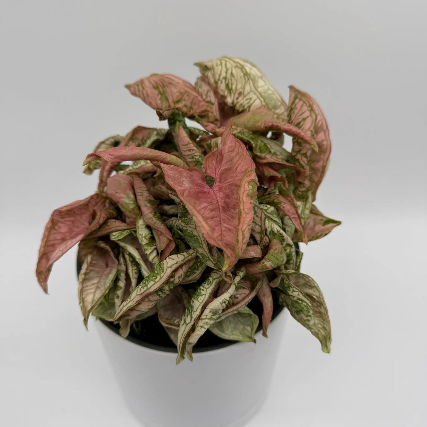 Singonio Variegado Pink Godzilla
