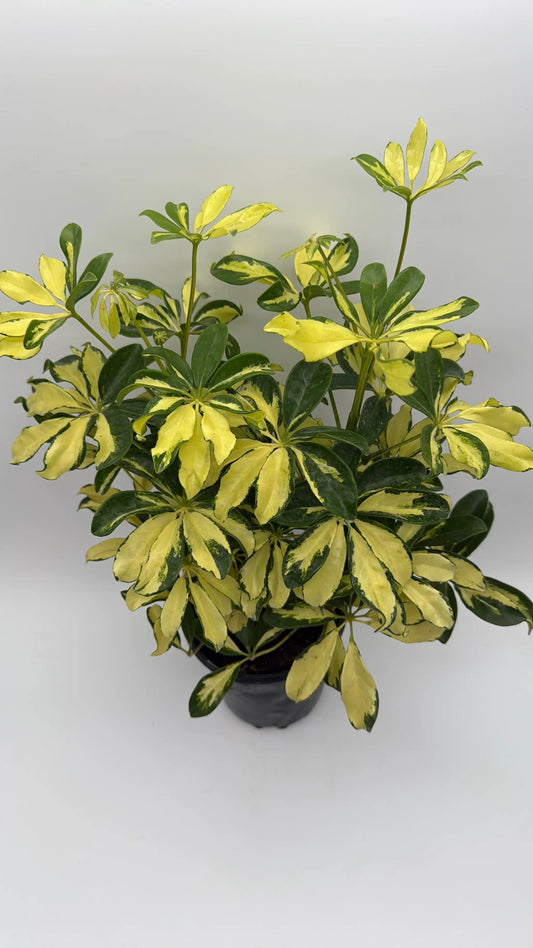 Variegated Umbrella Bush Trinette Schefflera RUNOPLANTS with yellow-green leaves in pot on Tampa Home & Garden Store