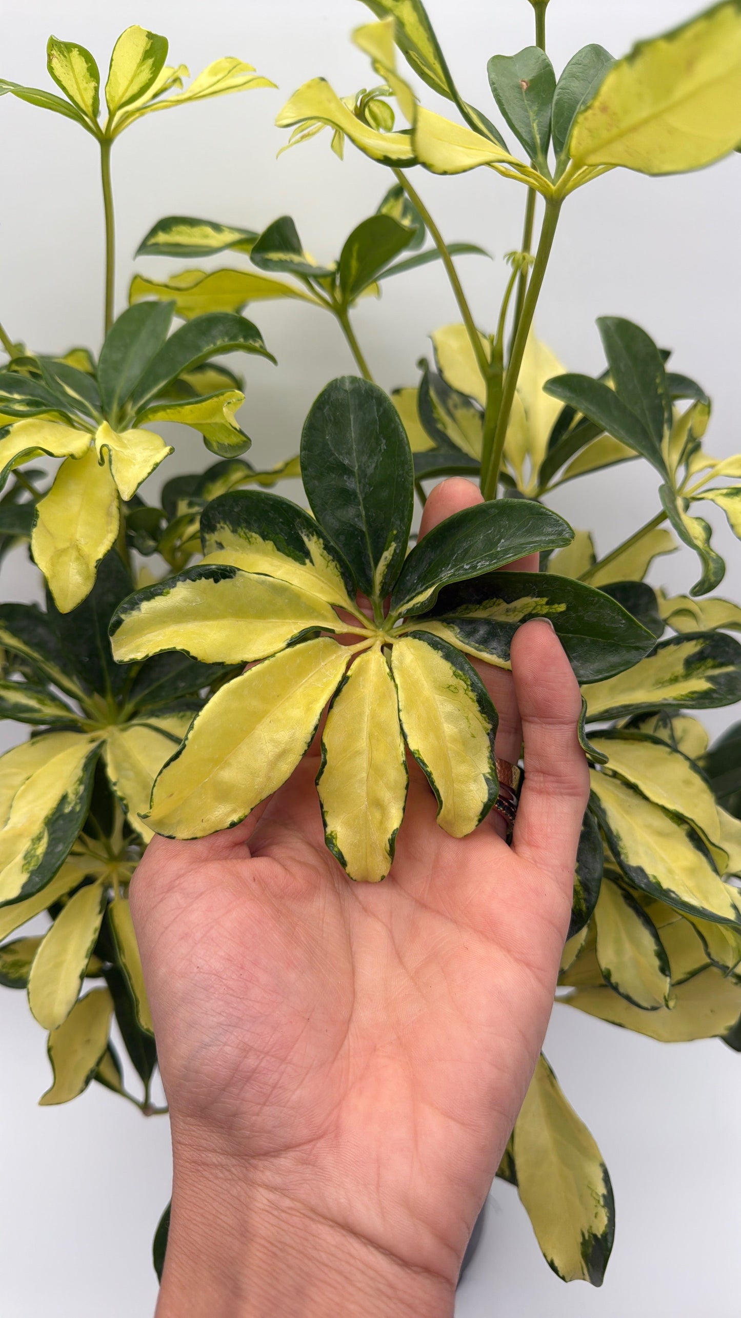 Variegated Umbrella Bush