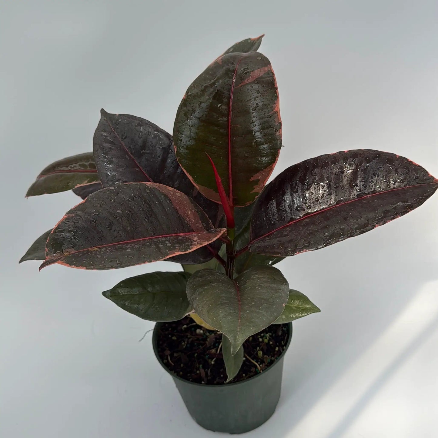 Ficus Elastica Ruby - Tampa Home & Garden Store