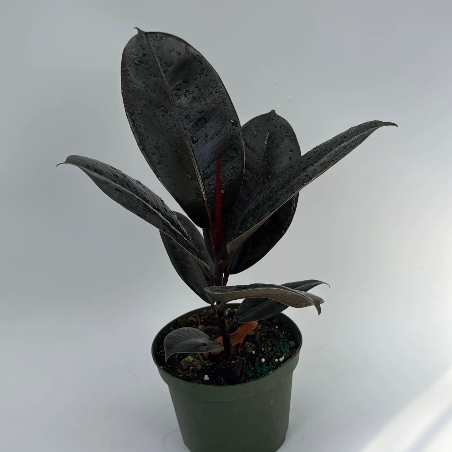 Ficus elástica borgoña