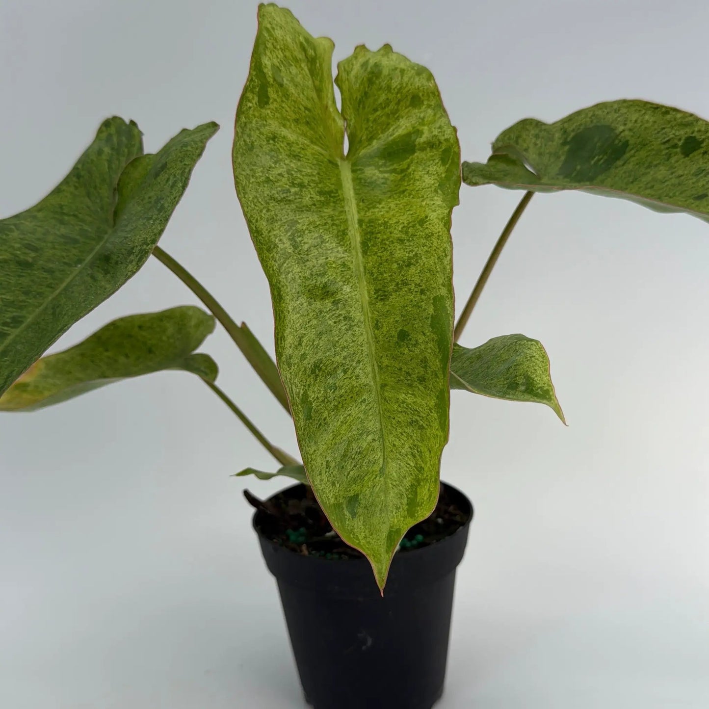 Philodendron Paraiso Verde variegated leaves potted houseplant RUNOPLANTS on Tampa Home & Garden Store