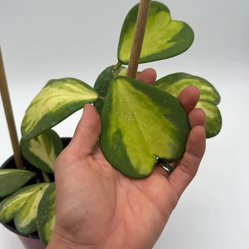 Inner Variegated Hoya Kerrii - Tampa Home & Garden Store