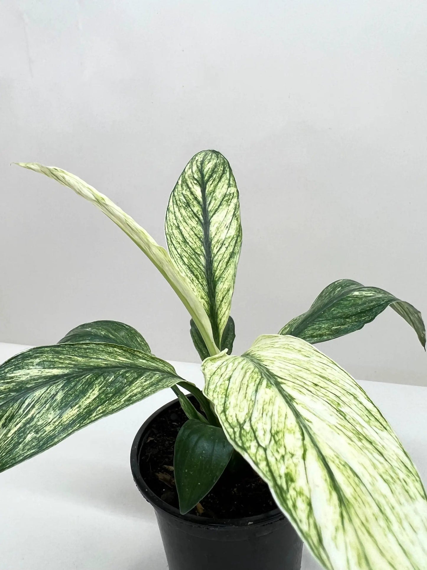 - image on Tampa Home & Garden Store