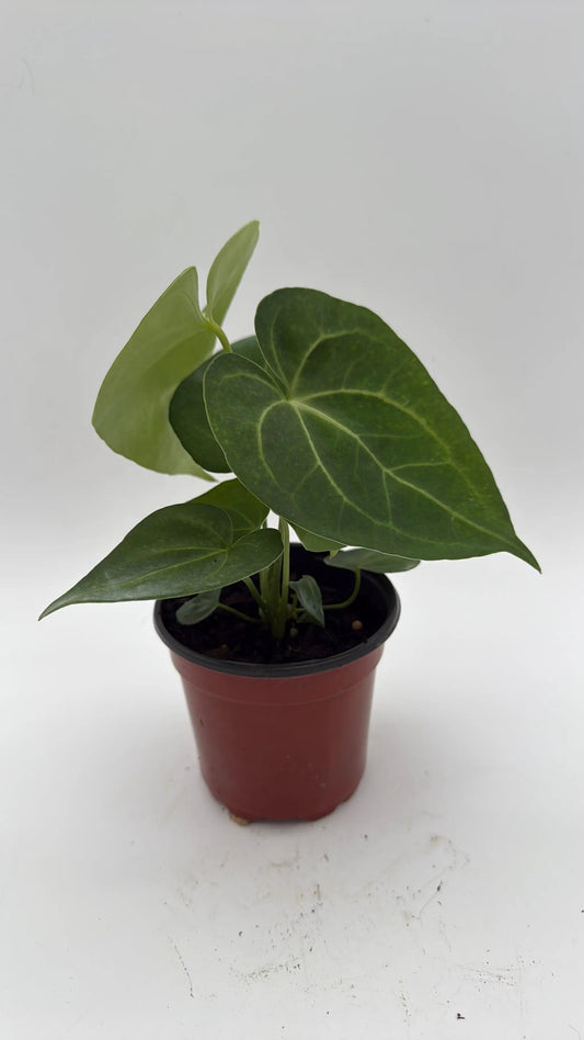 Anthurium King of Clarinervicum and Magnificum plant with green leaves in red pot RUNOPLANTS on Tampa Home & Garden Store