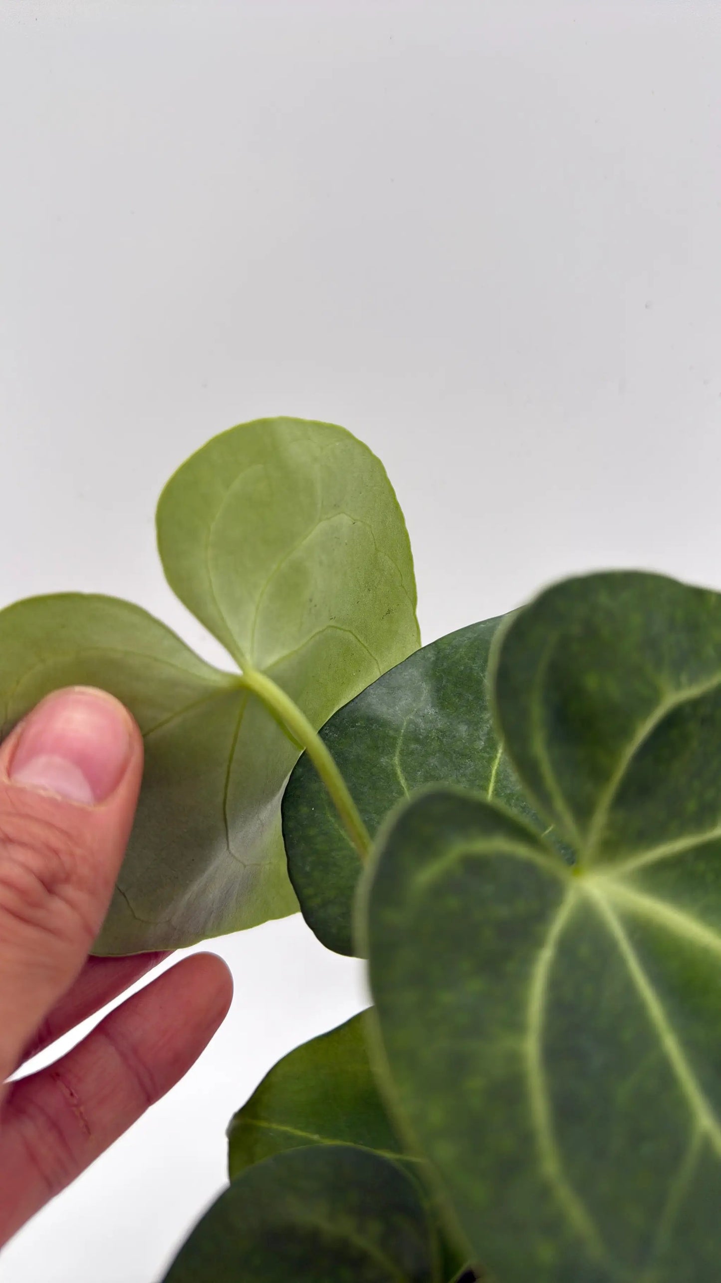 Anthurium King of Clarinervicum Magnificum plant with green heart-shaped leaves on Tampa Home & Garden Store