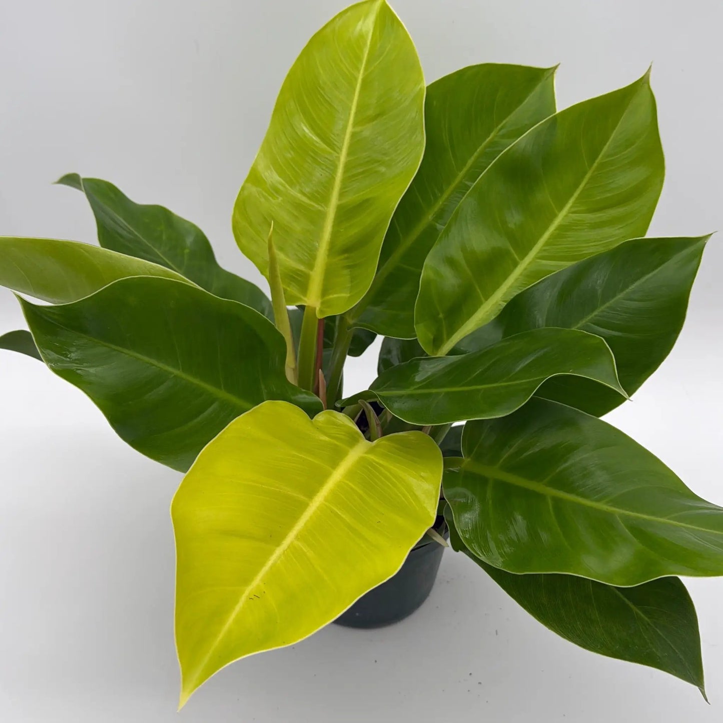 Philodendron Moonlight - Tampa Home & Garden Store