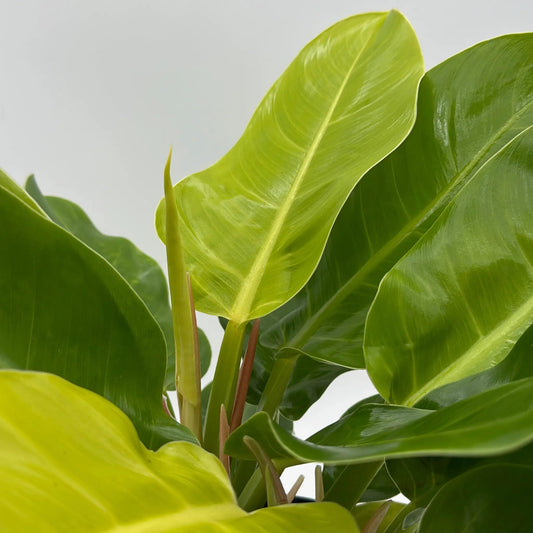 Moonlight Philodendron plant with neon foliage, lime-green glossy leaves, potted houseplant on Tampa Home & Garden Store