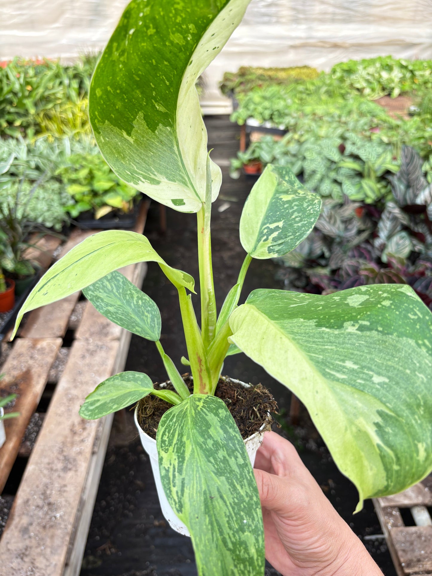 Philodendron Jose Bueno Variegated Leaves Plant