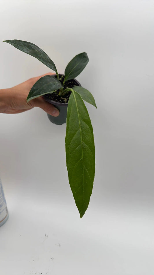 Anthurium Big Bill plant with long dark green leaves in a small pot on Tampa Home & Garden Store