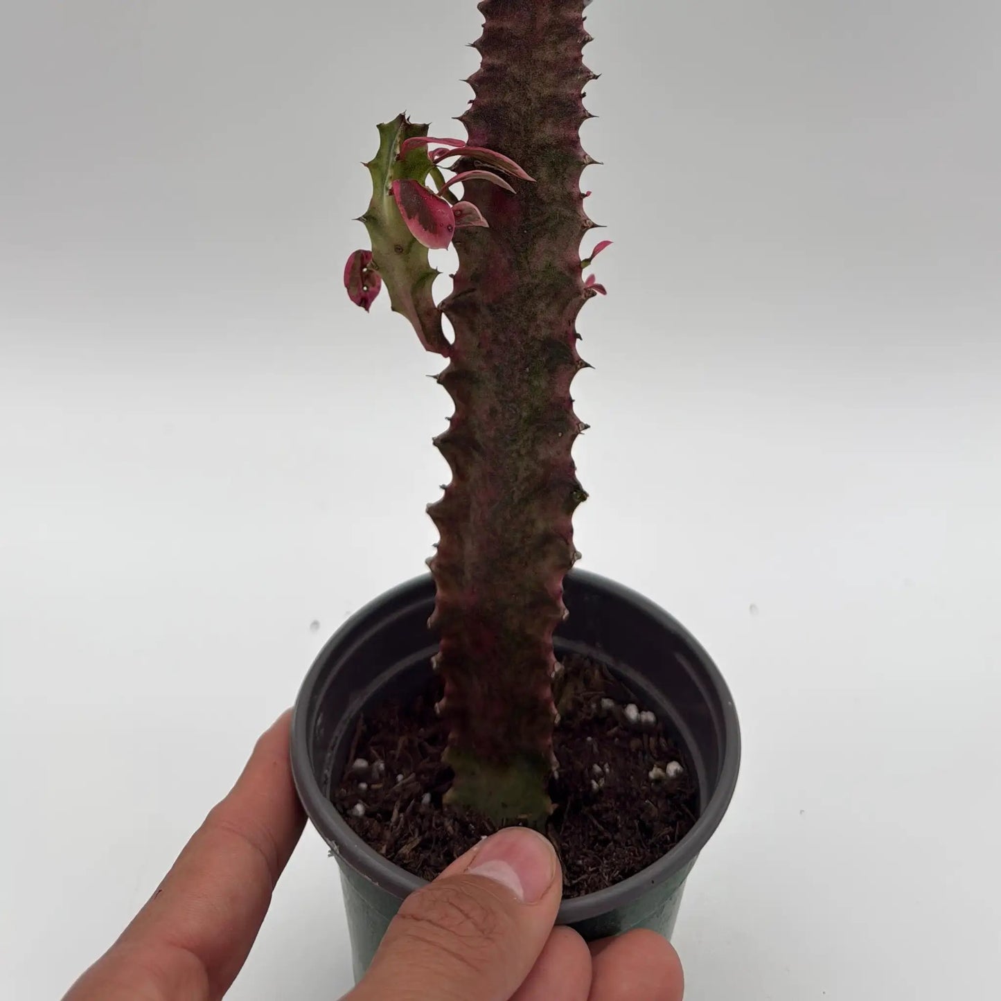 Variegated Euphorbia Trigona (African Milktree) 'Pink Ghost' - Tampa Home & Garden Store