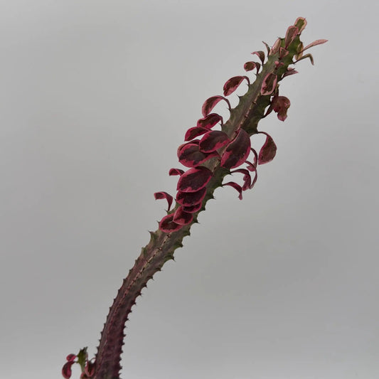 Variegated Euphorbia Trigona Pink Ghost plant stem with pink leaves on a thorny green stem on Tampa Home & Garden Store