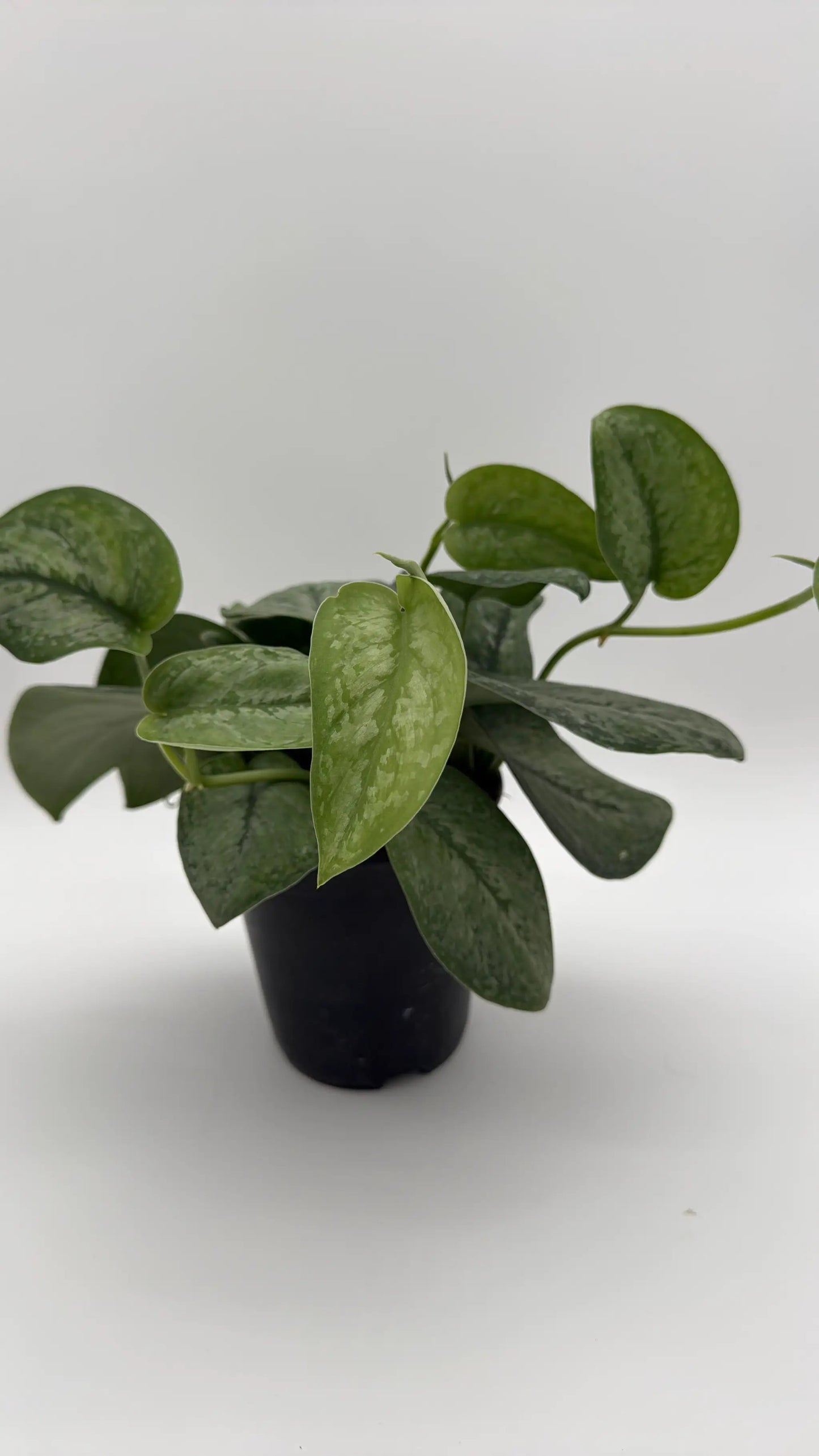 Scindapsus Pictus 'Mount Salak' - Tampa Home & Garden Store