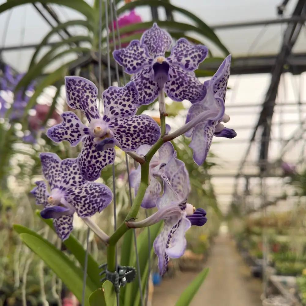 Mystery Blooming Orchid - Tampa Home & Garden Store