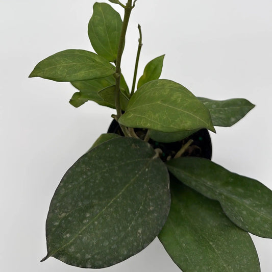 Hoya Icensis rare collector plant with elongated green leaves and venation RUNOPLANTS plant on Tampa Home & Garden Store