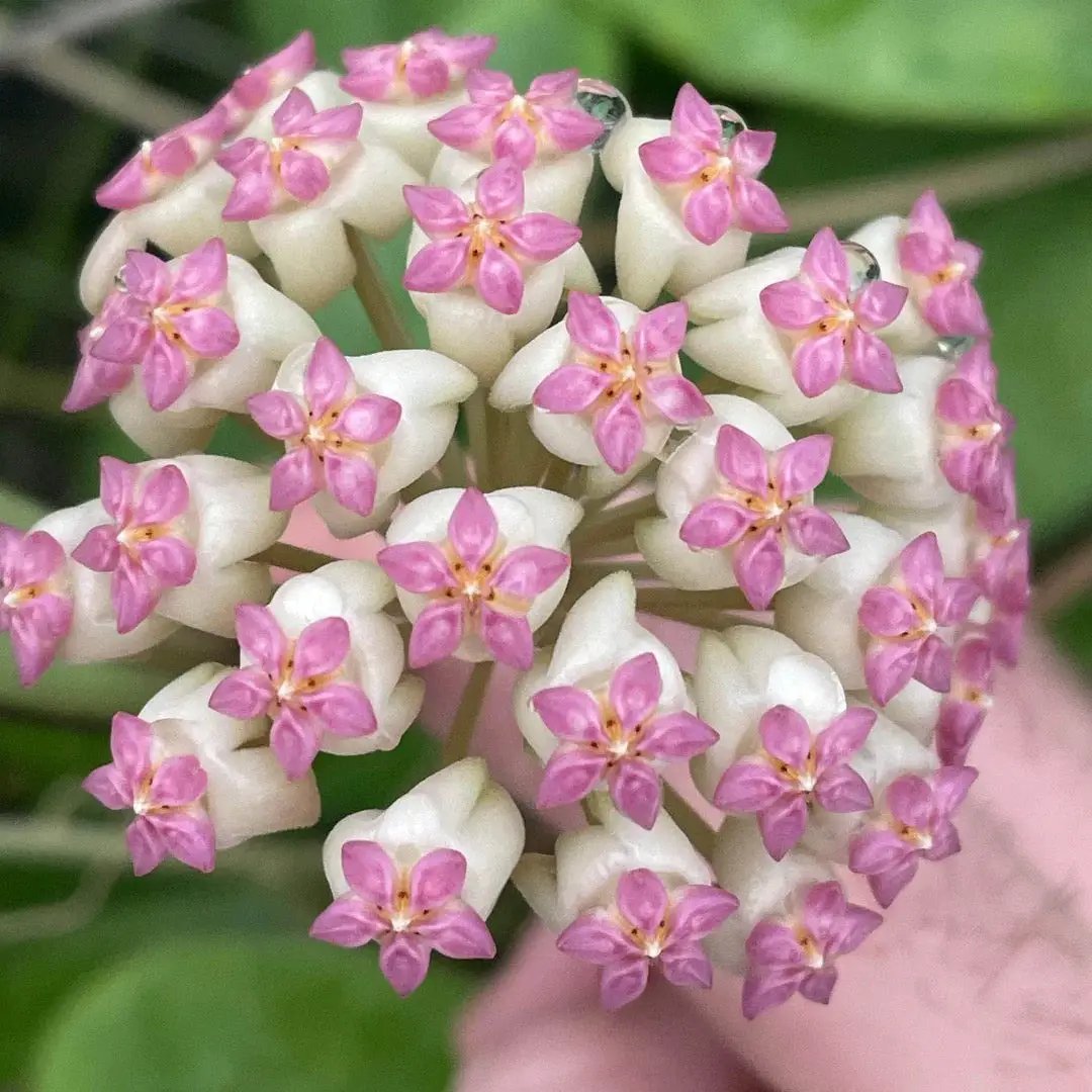 Hoya Icensis - Tampa Home & Garden Store