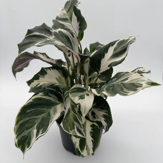 Calathea White Fusion plant by RUNOPLANTS with green white variegated leaves in a black pot on Tampa Home & Garden Store
