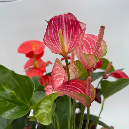 Mom's Plant Box With Three Surprise Plants pink anthurium blooms with green leaves on Tampa Home & Garden Store