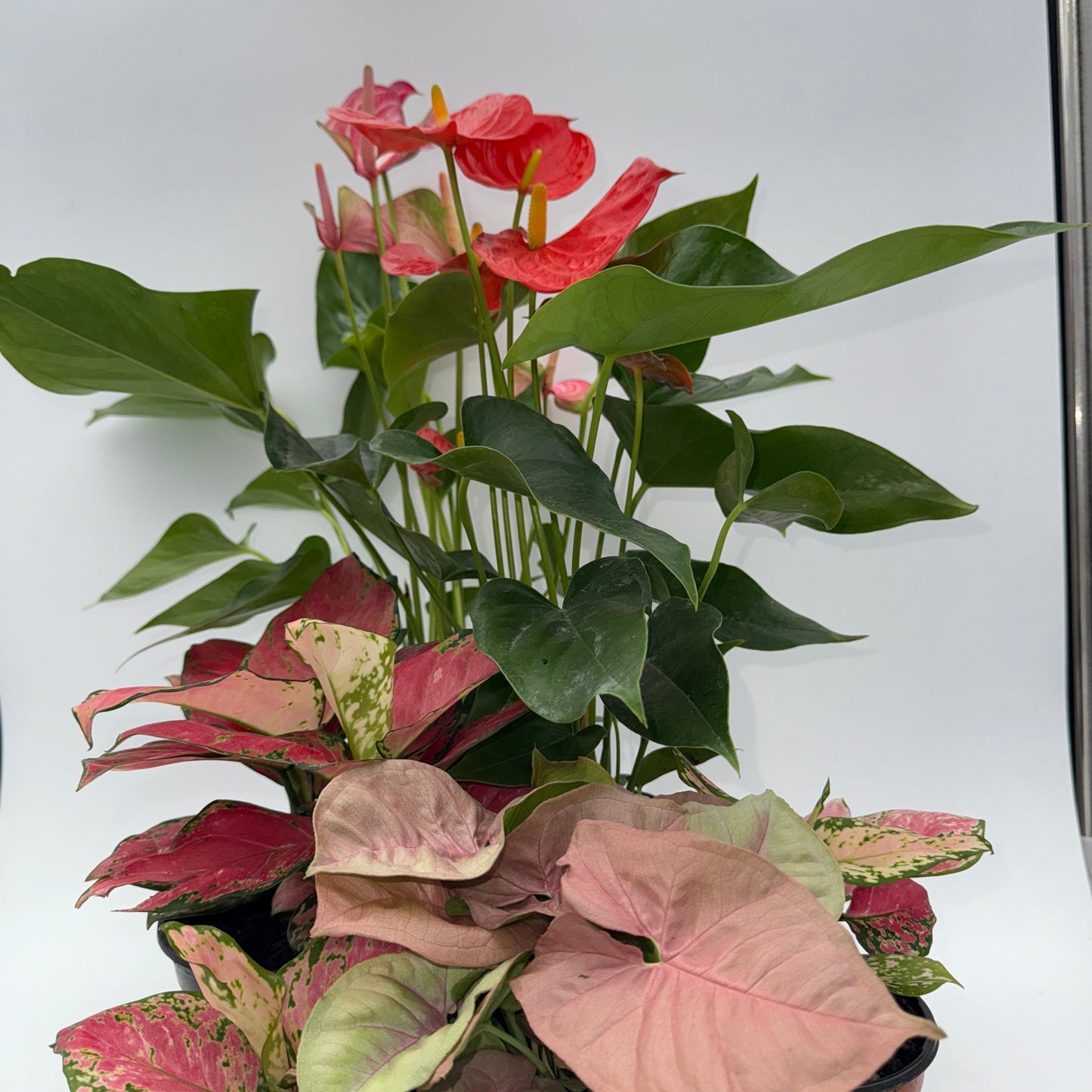 Mom's Favorite Plant Box - 3 Surprise Plants