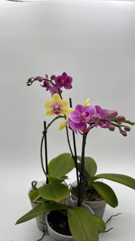 Orchid RUNOPLANTS Mystery Blooming Orchid year-round flowering with pink and purple blooms on Tampa Home & Garden Store
