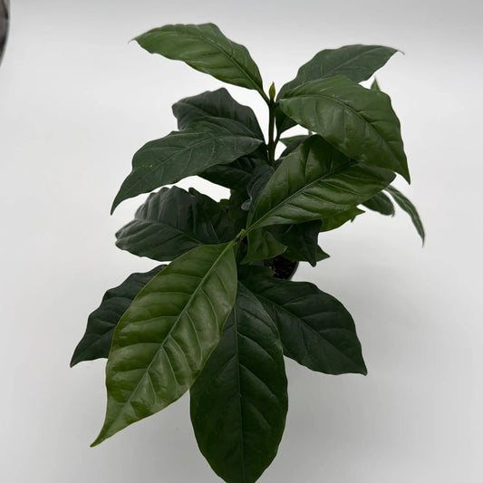 Coffee Plant Arabica indoor potted houseplant with glossy dark green leaves on Tampa Home & Garden Store