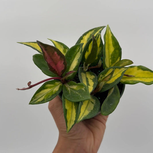 Hoya Krimson Princess indoor plant with yellow-green variegated leaves and red stems on Tampa Home & Garden Store