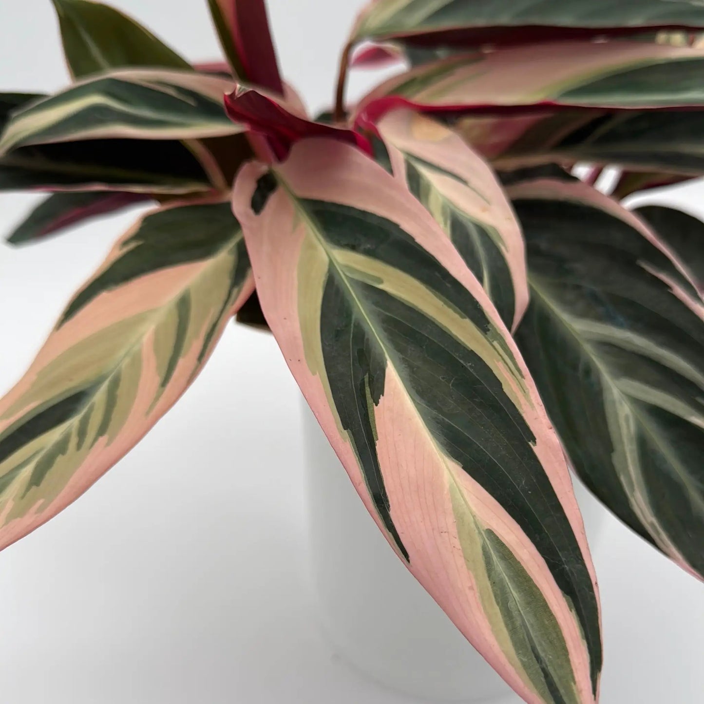 Stromanthe Triostar Calathea - Tampa Home & Garden Store