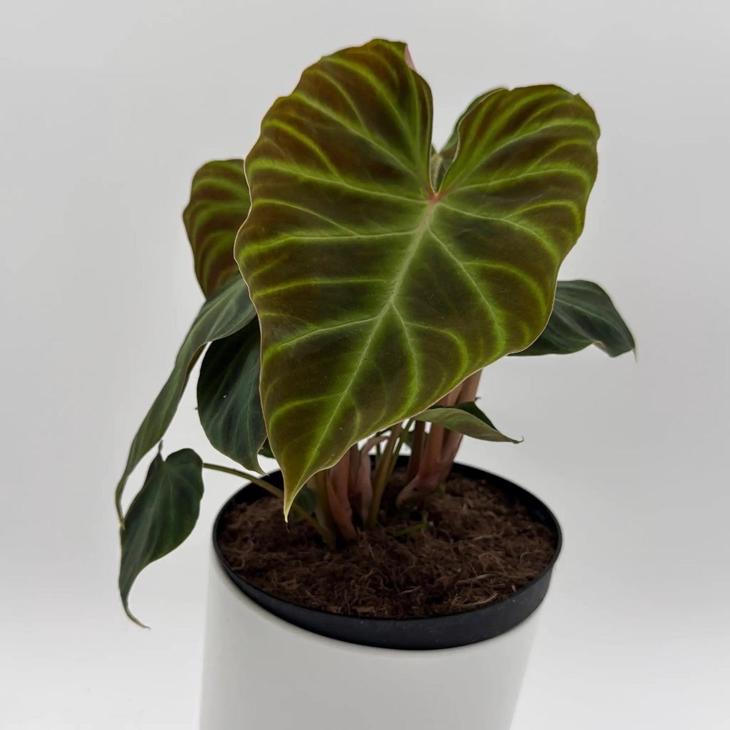 Philodendron Verrucosum - Tampa Home & Garden Store