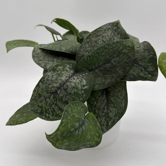 Scindapsus Pictus Mount Salak plant with variegated silver-green leaves on Tampa Home & Garden Store