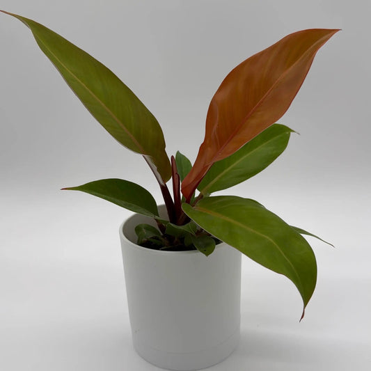 Philodendron Prince of Orange plant with green and orange leaves in a white pot by RUNOPLANTS on Tampa Home & Garden Store