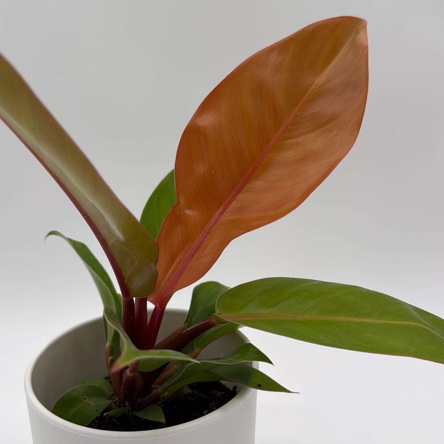 Philodendron Prince of Orange Indoor Plant