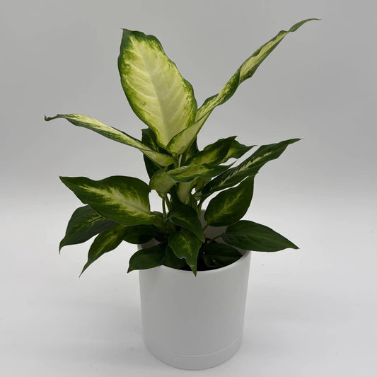 Dieffenbachia Camille indoor plant with creamy foliage and green-edged leaves in a white pot on Tampa Home & Garden Store