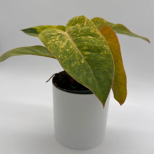 Philodendron Painted Lady plant with chartreuse variegated leaves in a white pot on Tampa Home & Garden Store