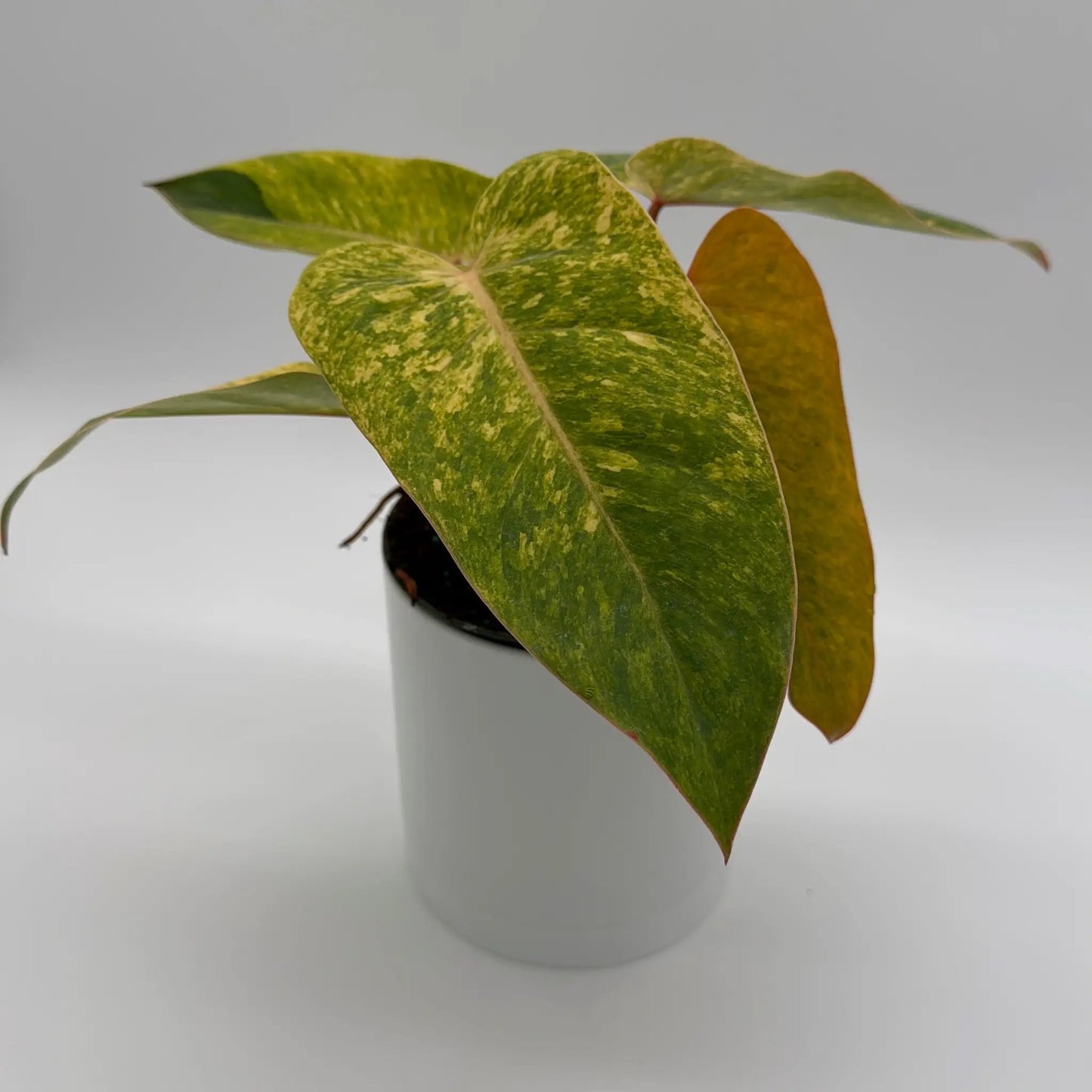 Philodendron Painted Lady - Tampa Home & Garden Store