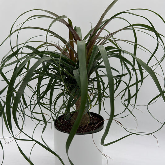 Ponytail Palm