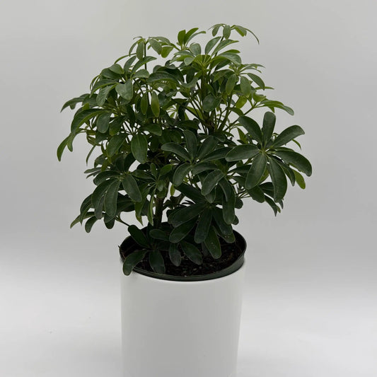 Umbrella Tree plant (Schefflera) with glossy green leaves in a white pot on Tampa Home & Garden Store