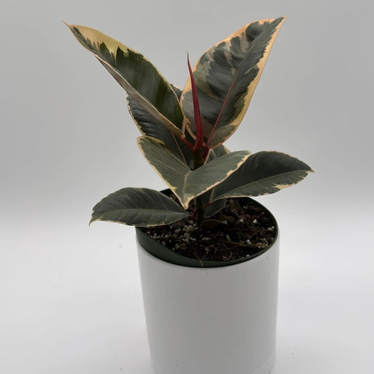 Variegated Ficus Tineke rubber plant with cream-edged green leaves and red stems in a pot on Tampa Home & Garden Store