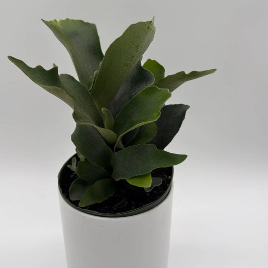 Staghorn Fern Platycerium Bifurcatum, RUNOPLANTS, dark green fronds in a white pot on Tampa Home & Garden Store