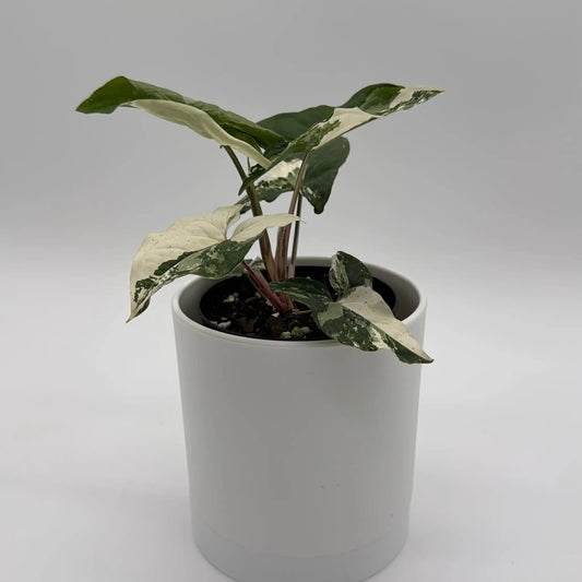 Syngonium Albo Variegated plant in white 4-inch pot; green/cream leaves with pink stems on Tampa Home & Garden Store
