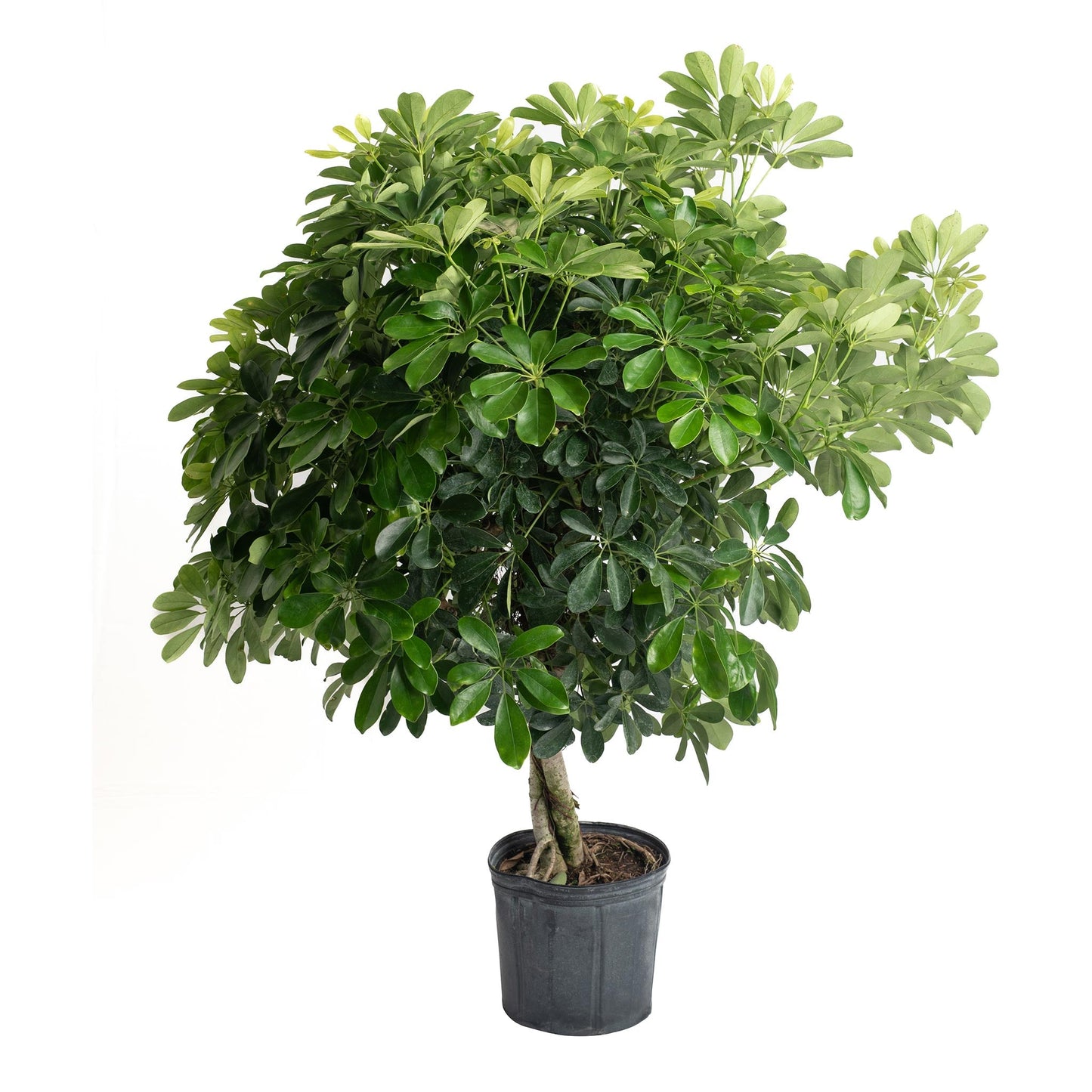 Schefflera umbrella plant in a black pot with glossy palmate leaves by Live Good Logistics on Tampa Home & Garden Store