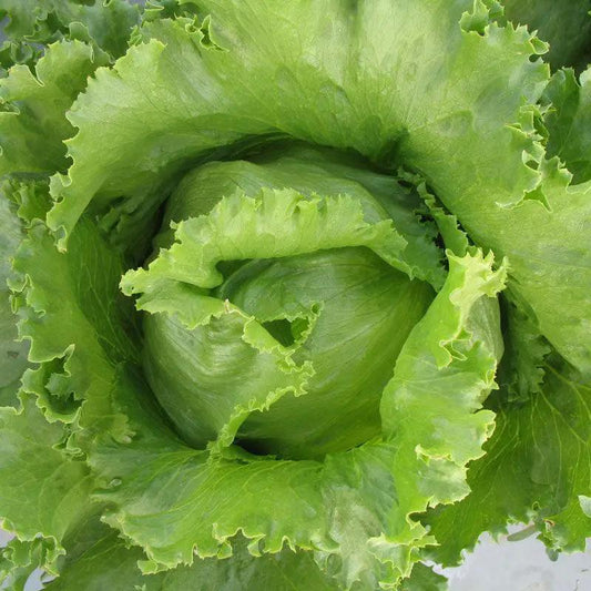 Iceberg lettuce head with bright green outer leaves organic on Tampa Home & Garden Store