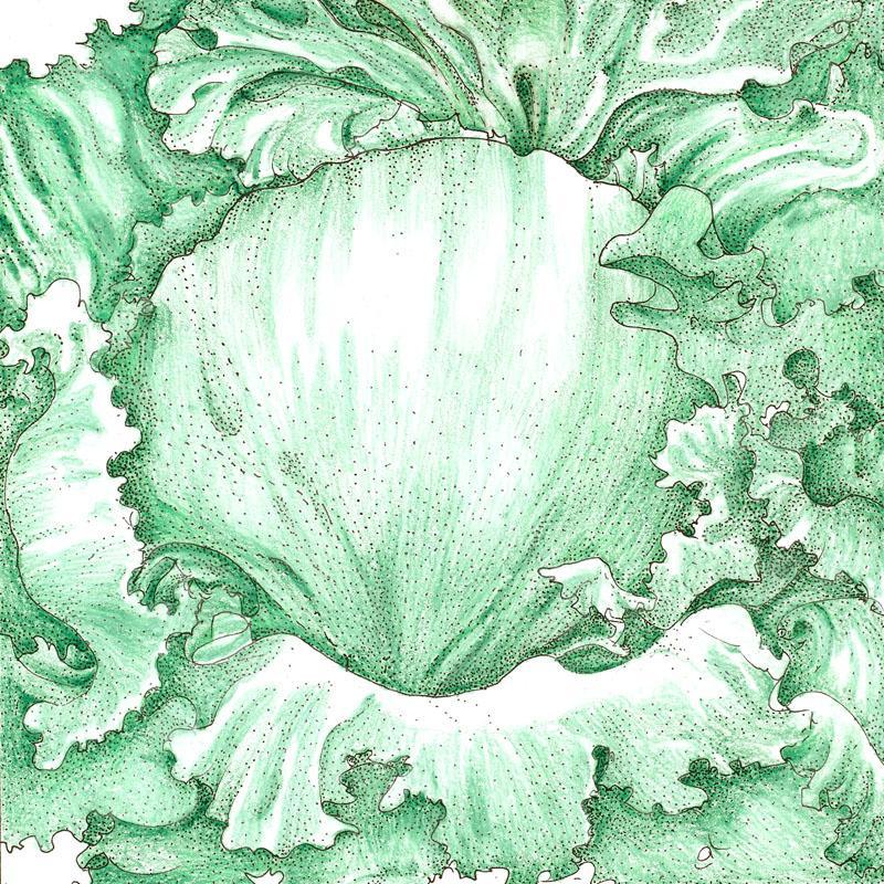 Iceberg Superior Lettuce Seeds (Organic) - Tampa Home & Garden Store