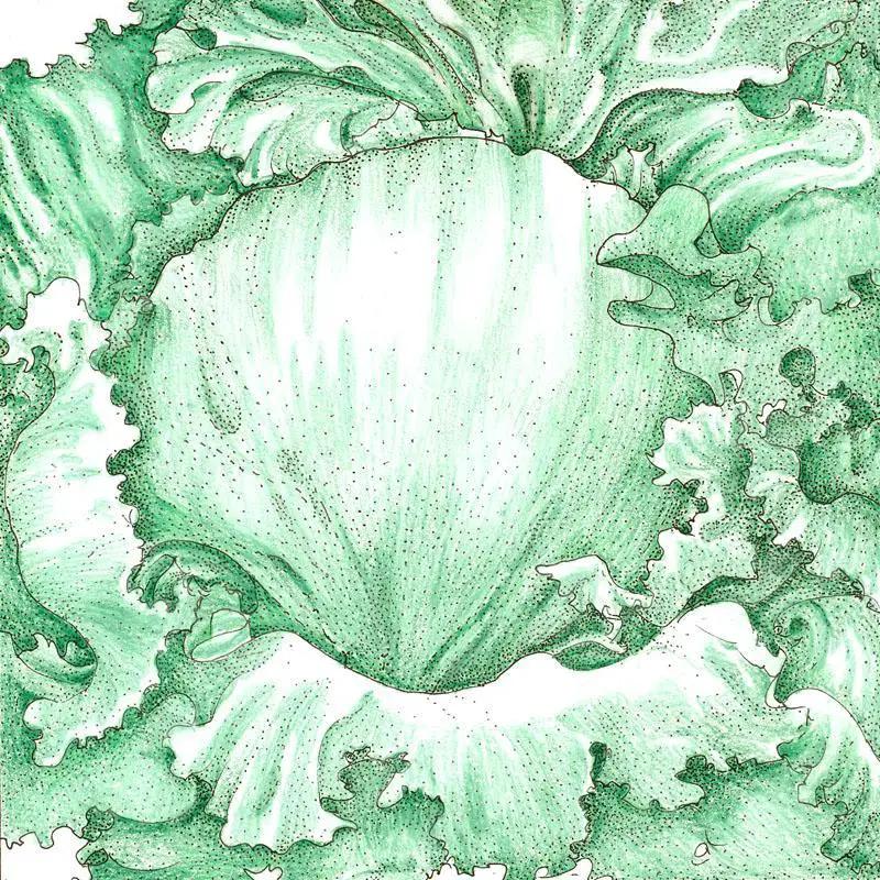 Iceberg Superior Lettuce seeds Organic by Grow Organic green vegetable seeds on Tampa Home & Garden Store