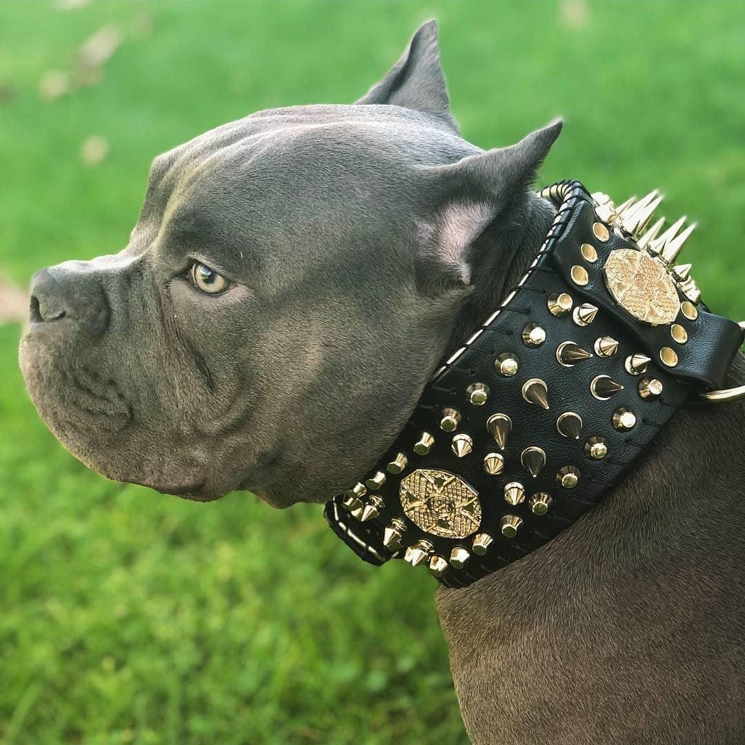 ''Imperium'' hand stitched 8 cm wide show collar - Tampa Home & Garden Store