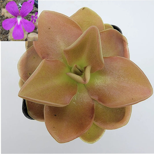 Pinguicula Sethos hybrid carnivorous plant butterwort rosette with coppery pink leaves and purple bloom inset on Tampa Home & Garden Store