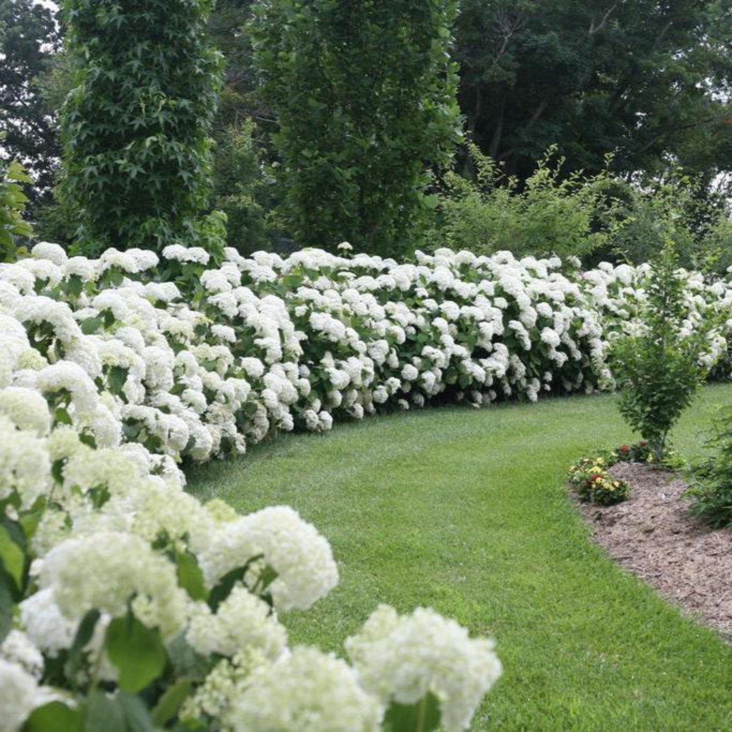 Incrediball Hydrangea plant with white blooms along a garden border on Tampa Home & Garden Store