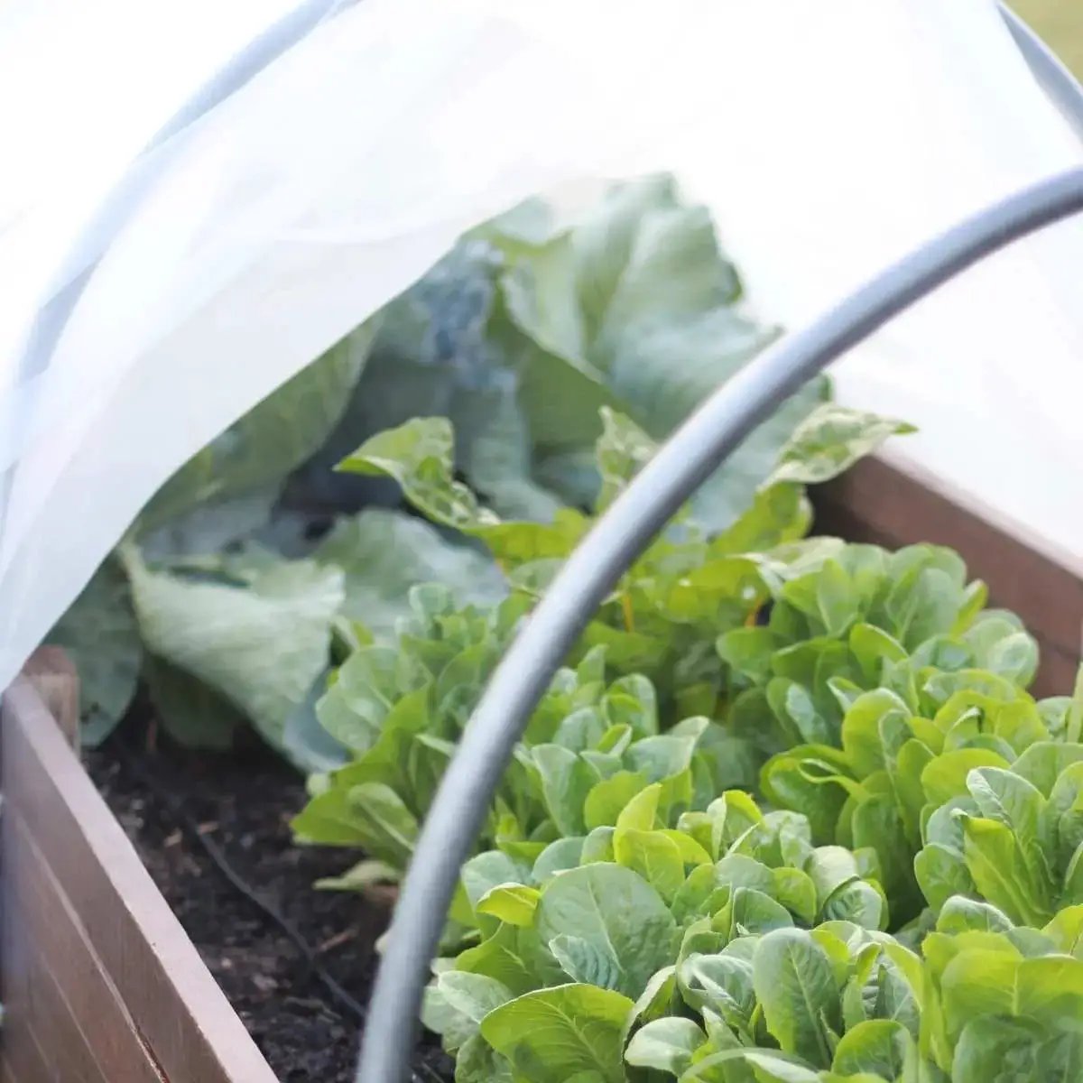 Insect Netting | Garden Anti Insect Netting - Tampa soil911.com